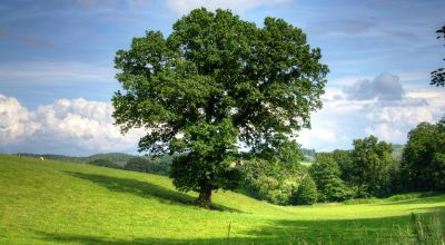 prato verde e albero prato verde e albero